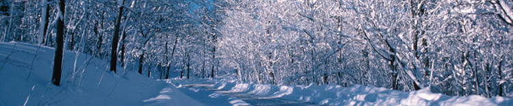 winter tree scene