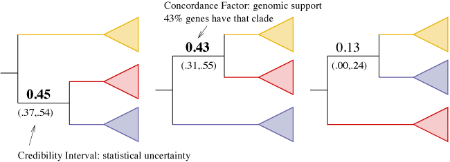 conflicting clades and their concordance factors