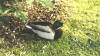 A Duck at Kew.jpg (63591 bytes)