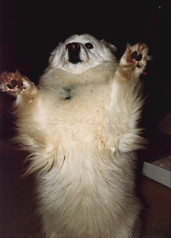 Picture of my dog Sam