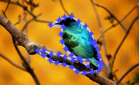 Image of a bird after user border edits
