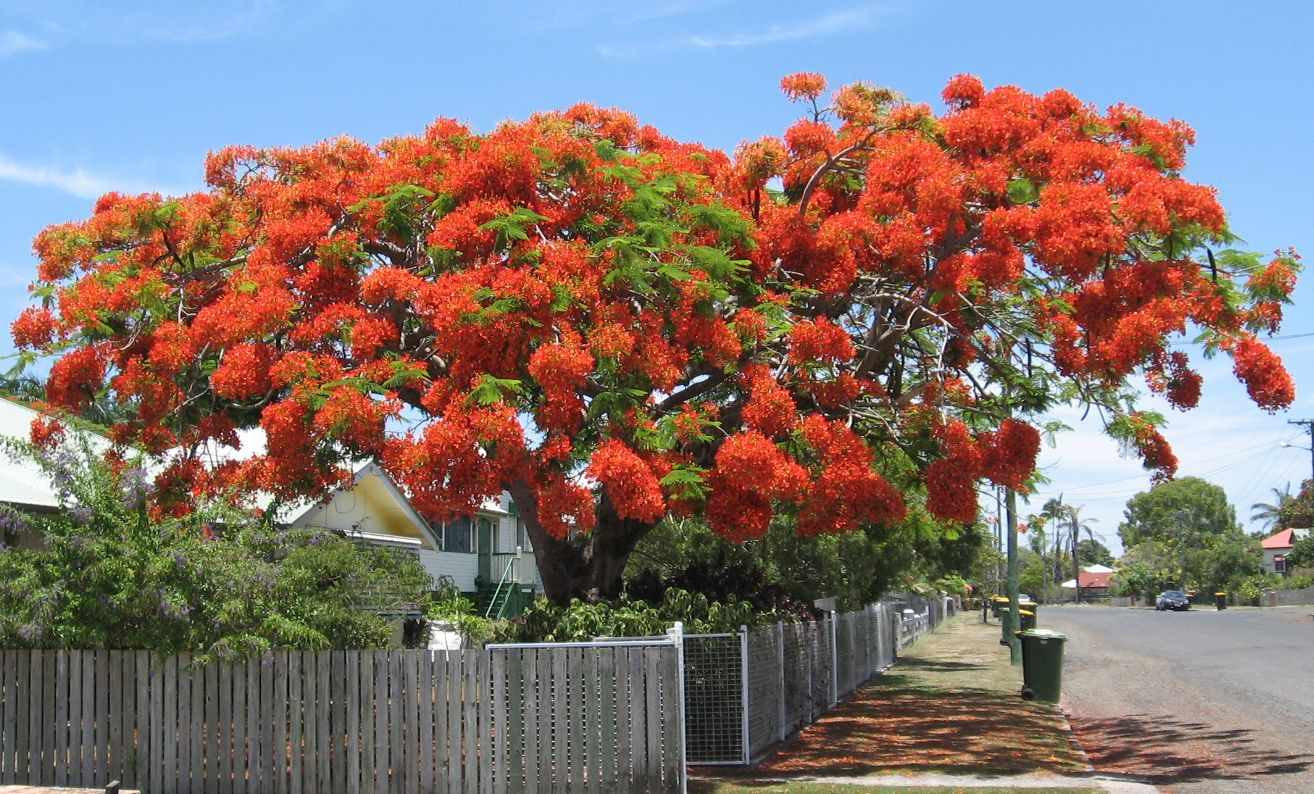 Wright's Poinciana Tree, December 2008