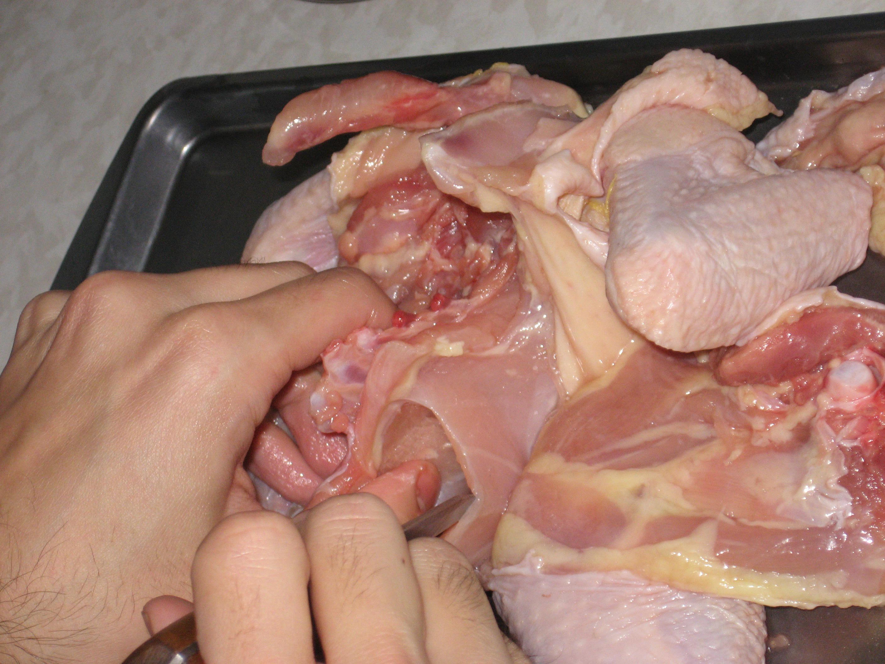 Anatomy Of Chicken