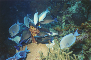 Blue tang and a parrotfish