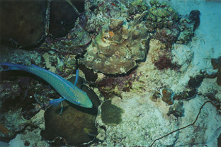 Parrotfish