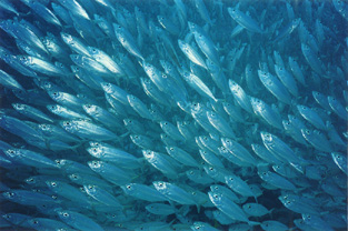 School of fish