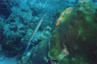 Trumpetfish