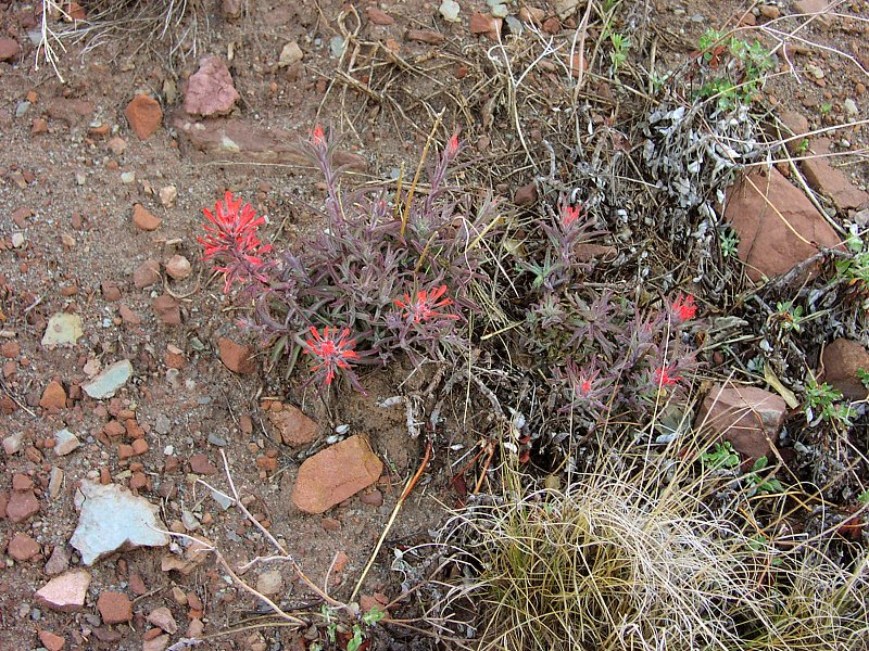 Flowers along the Watchman trail