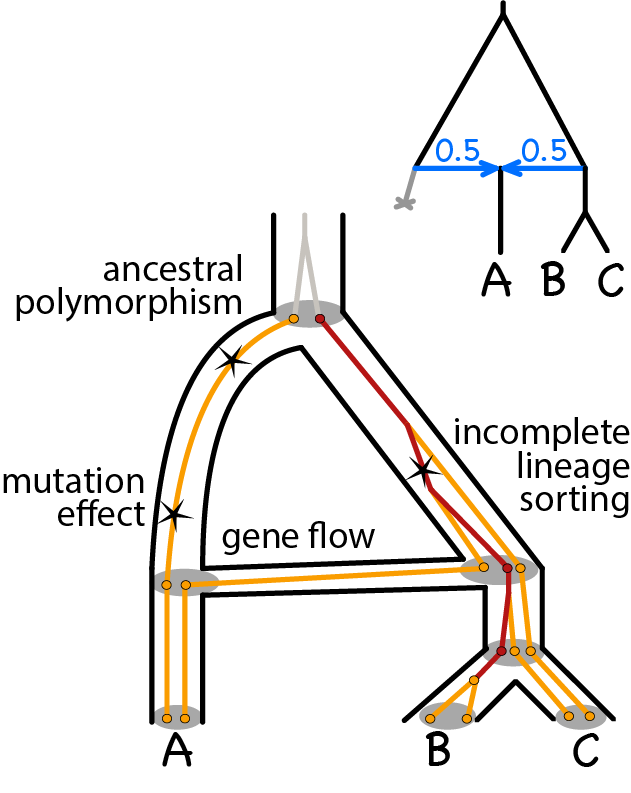 gene tree embedded in species network annotated with mutations, to illustrate aspects of the Gaussian-Coalescent model