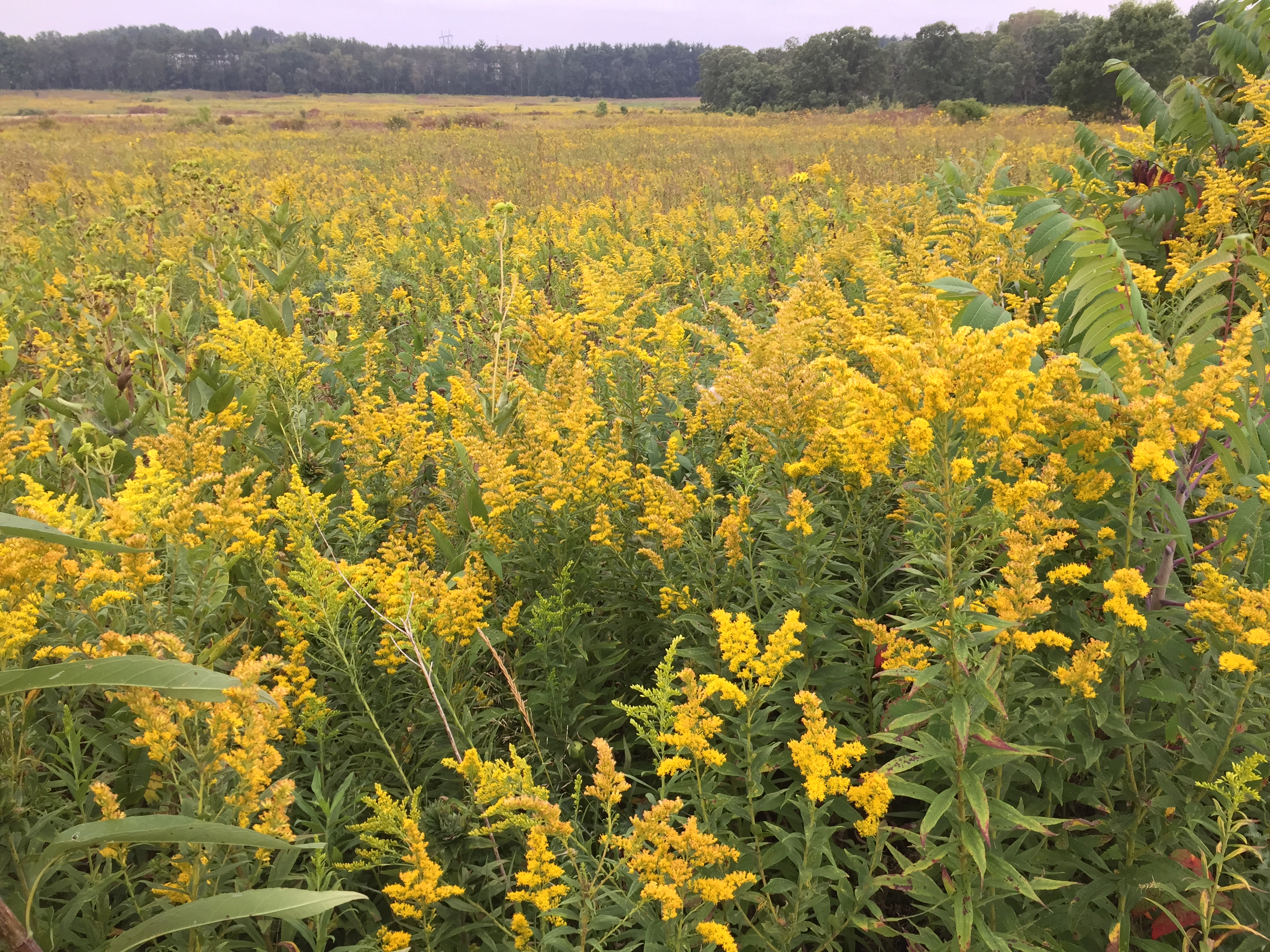 Wisconsin prairie