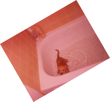 Bailey,'s first bath (6 weeks old).