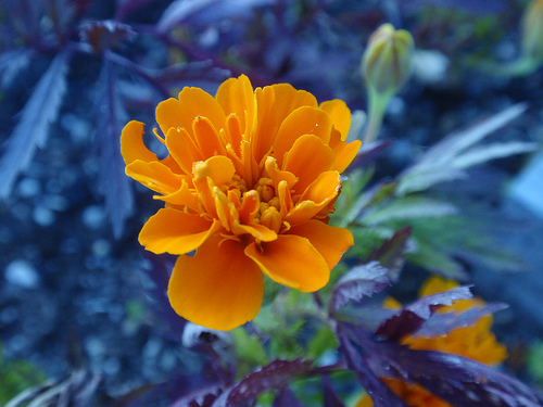 Image of orange flower