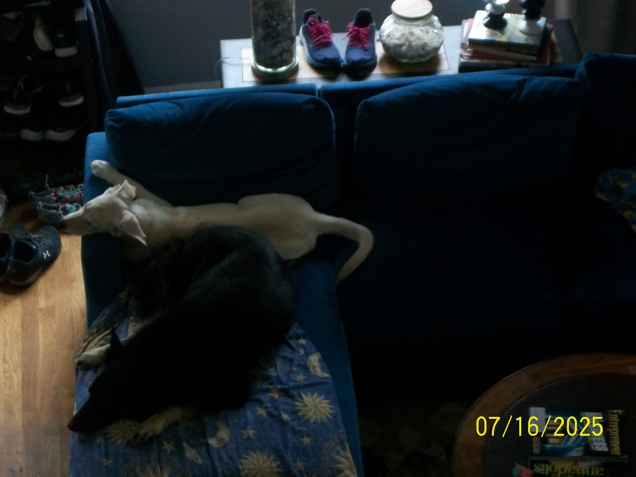 Scarlet And Murray
