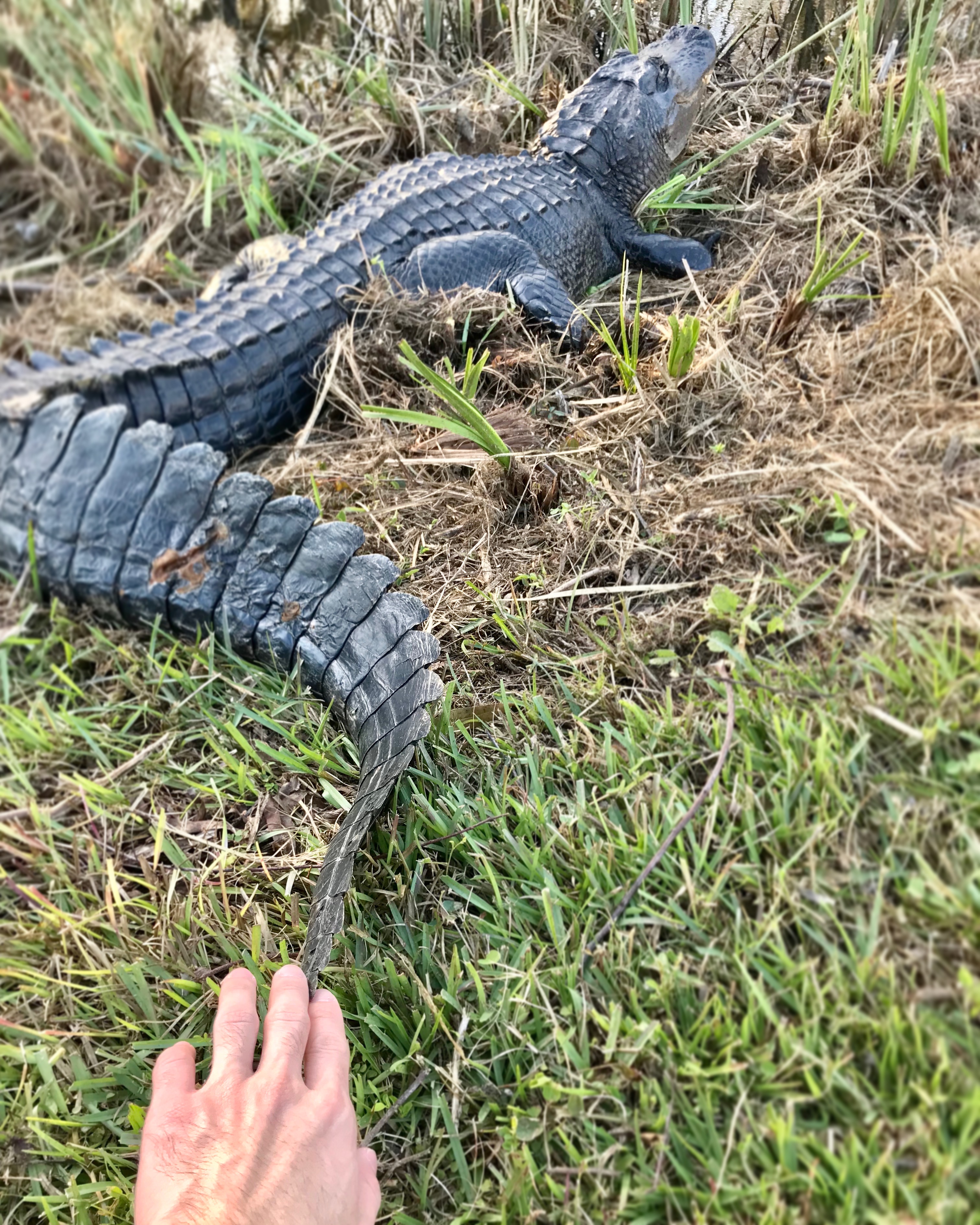 Hands-on Alligator, Everglades National Park