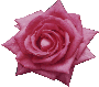 icon/Rose.gif (5632 bytes)