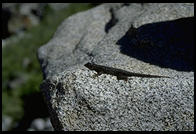 The same lizard, Sequoia National Park, California