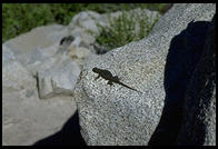 A lizard, Sequoia National Park, California