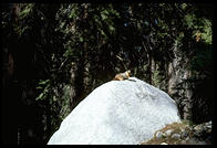 Marmot -- sun-bathing, Sequoia National Park, California