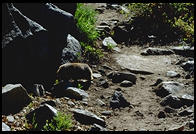 A Marmot, Sequoia National
Park, California