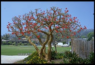 An interesting tree, Santa Barbara, CA