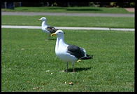 A Seagull, Santa Barbara, CA