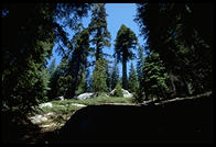 Sequoia National Park, California