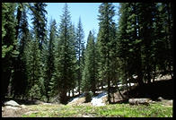 Sequoia National Park, California