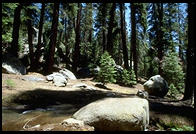 Sequoia National Park, California