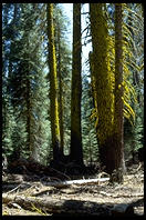 Sequoia National Park, California