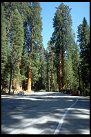 Sequoia are all over the place