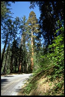 Giant Sequoia