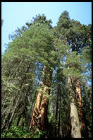 Giant Sequoia