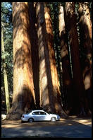 A group of Sequoia