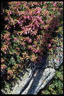 Wild flowers on top of the Rock