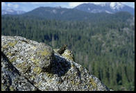 A Lizard enjoying the view