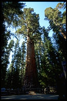 General Sherman -- One of the largest living being on this planet