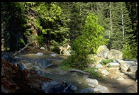 A deer near the waterfall