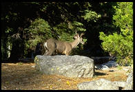 A deer near the waterfall