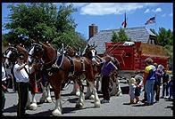 Big Danish Horses, Solvang, CA