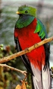 Quetzal - National Bird
