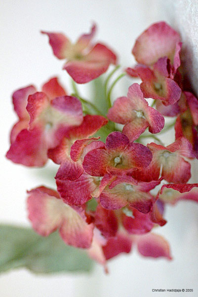 EOS-1D-448-8487