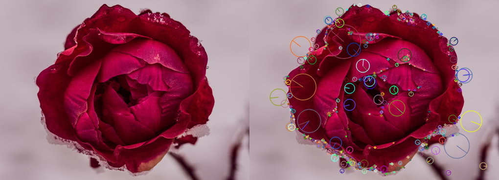 SIFT keypoint visualization from an image of a rose