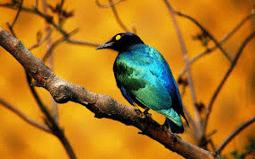 High-contrast image of a bird without user edits
