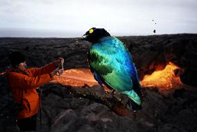 Composite image of a person photographing a giant bird near a lava floe