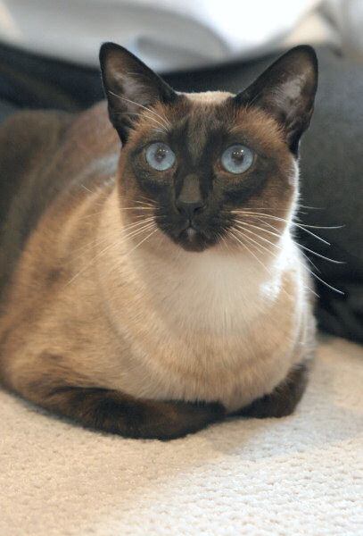 Our pure-bred Seal Point Siamese cat, Sagwa