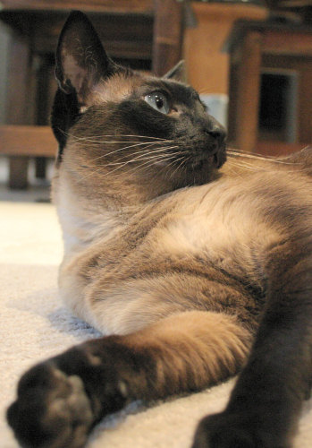 Our pure-bred Seal Point Siamese cat, Sagwa