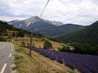 Lavender field at the bottom of the Col de Rousset